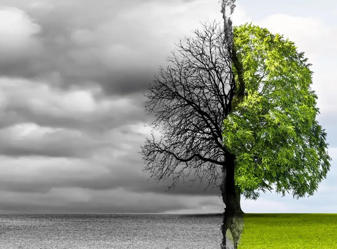 InTo Consulting EAP Counselling page image split in two, on the left side, dark grey clouds and no leaves on the right side, blue sky, leaves covering the tree and green grass.
